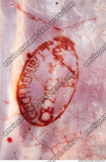 Photo Textures of RAW Beef Meat